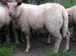<p>welk type schaap is dit </p>