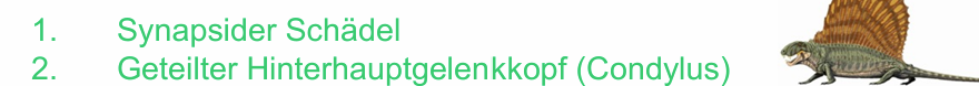 <ul><li><p>Ursprünglich: Spreizgang, kein Haarkleid -> Endothermie, primäres Kiefergelenk</p></li><li><p>Apomorphien: synapsider Schädel, geteilter Hinterhauptgelenkkopf </p></li></ul><p></p>