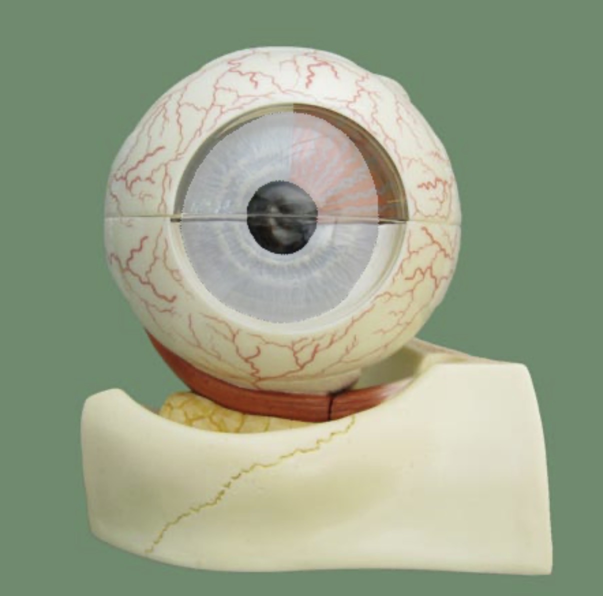 <p>colored part of the eye, controls pupil size</p>