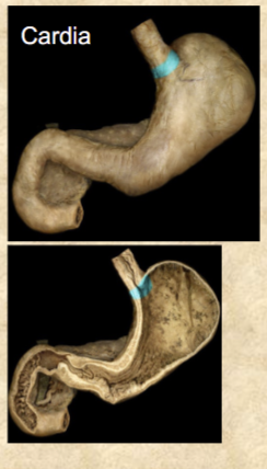 <p>small area within 3 cm of cardiac orifice</p>