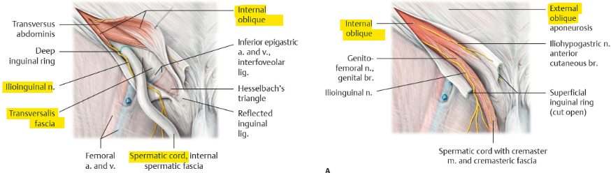<ul><li><p>ant. wall → EO + IO (lateral)</p></li><li><p>post. wall → transversalis fascia + inguinal falx (conjoint tendon)</p></li><li><p>floor → iliopubic tract (laterally) + inguinal lig. (centrally)</p></li></ul><p></p>