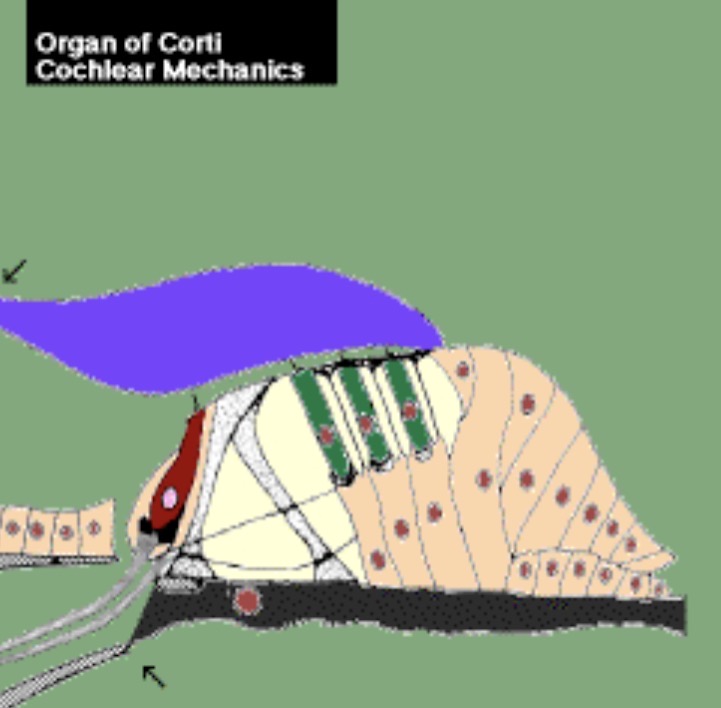 <ul><li><p>Hair cells sit on top of the basilar membrane (black)</p></li></ul><p><span><u><span>Hair cells are NOT hair!</span></u></span></p><p class="s92"><span><span>•They are named after the hair-like projections sticking out of the top of the cells, called </span><strong><span>stereocilia</span></strong></span></p><p class="s66"><span><span>•The tectorial membrane (purple) lies above the surface of the hair cells</span></span></p><p class="s66"><span><span>•There are two types of cochlear hair cells</span></span></p><p class="s89"><span><span>•Inner Hair Cells (red, closer to modiolus)</span></span></p><p class="s89"><span><span>•Outer Hair Cells (green) &nbsp;</span></span></p><p class="s82"></p><p></p>