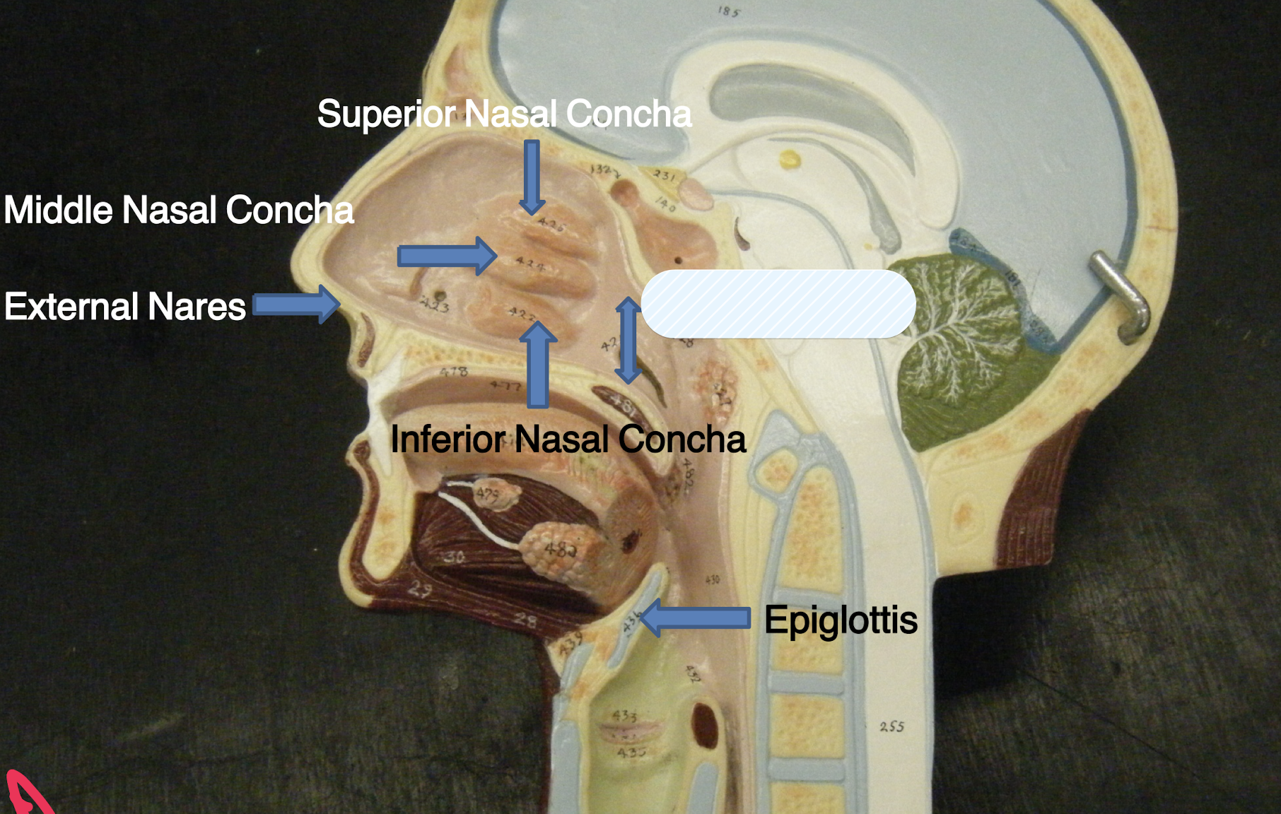 knowt flashcard image