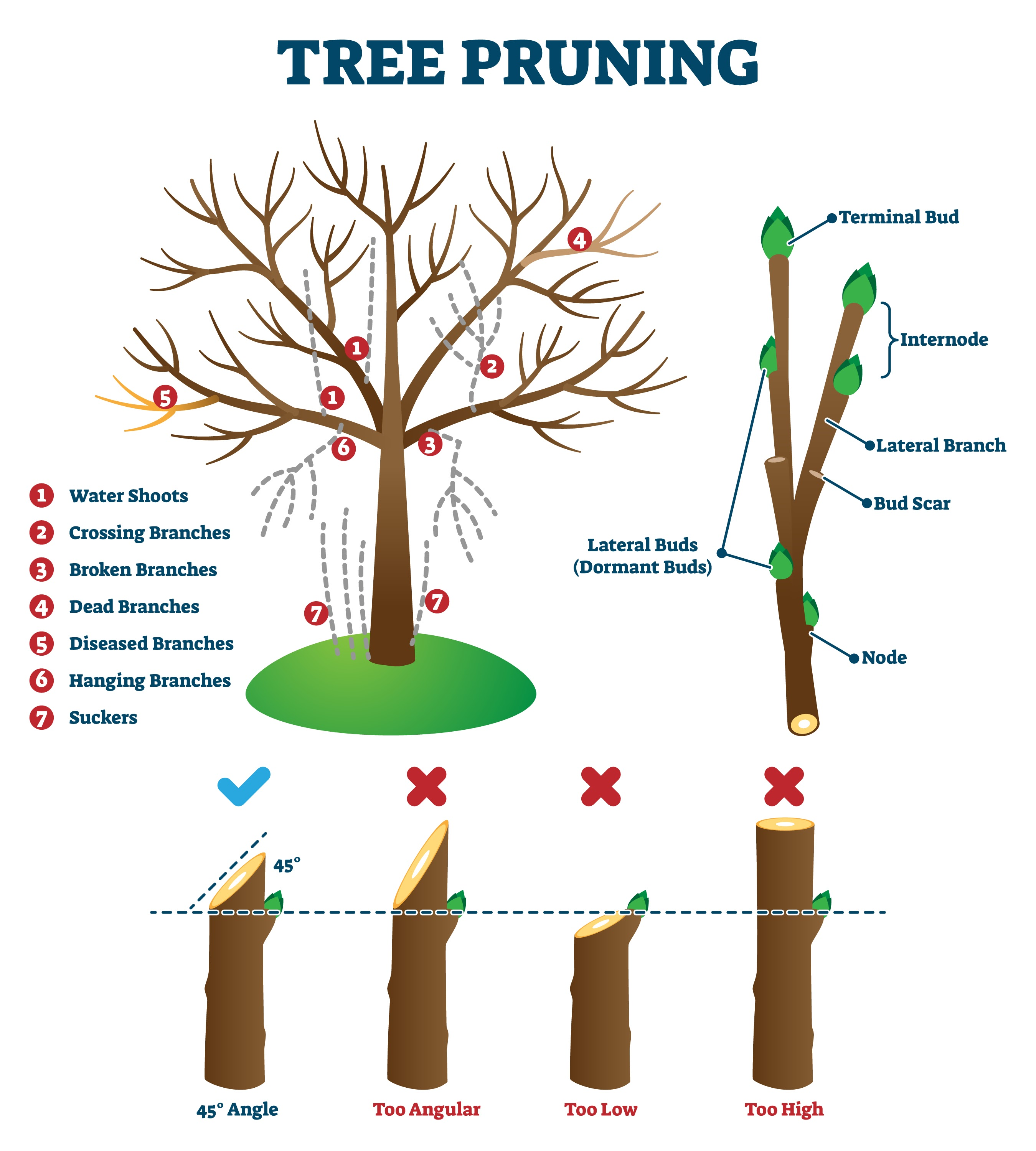 <ul><li><p>Pollarding is similar to coppicing, but the tree is cut <strong>higher up the trunk</strong>. This is done to prevent grazing animals (like deer) from eating the new, vulnerable shoots as they grow.</p></li></ul><p></p>