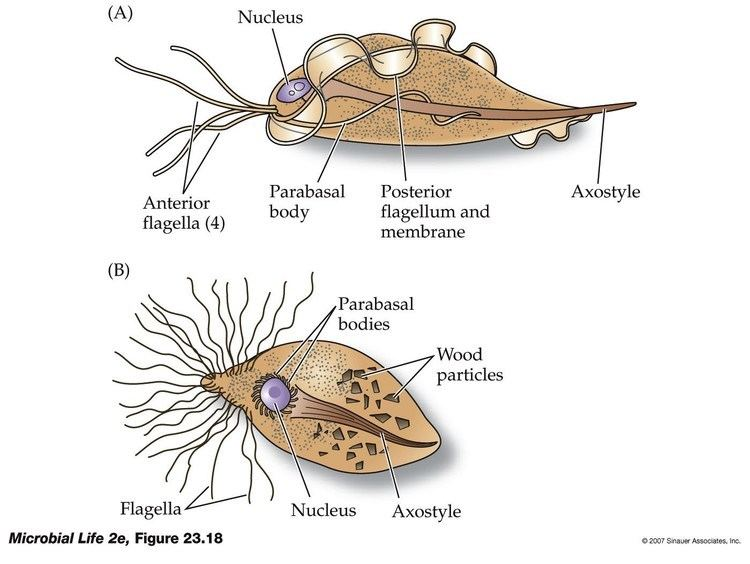 <p>Parabasalid</p>