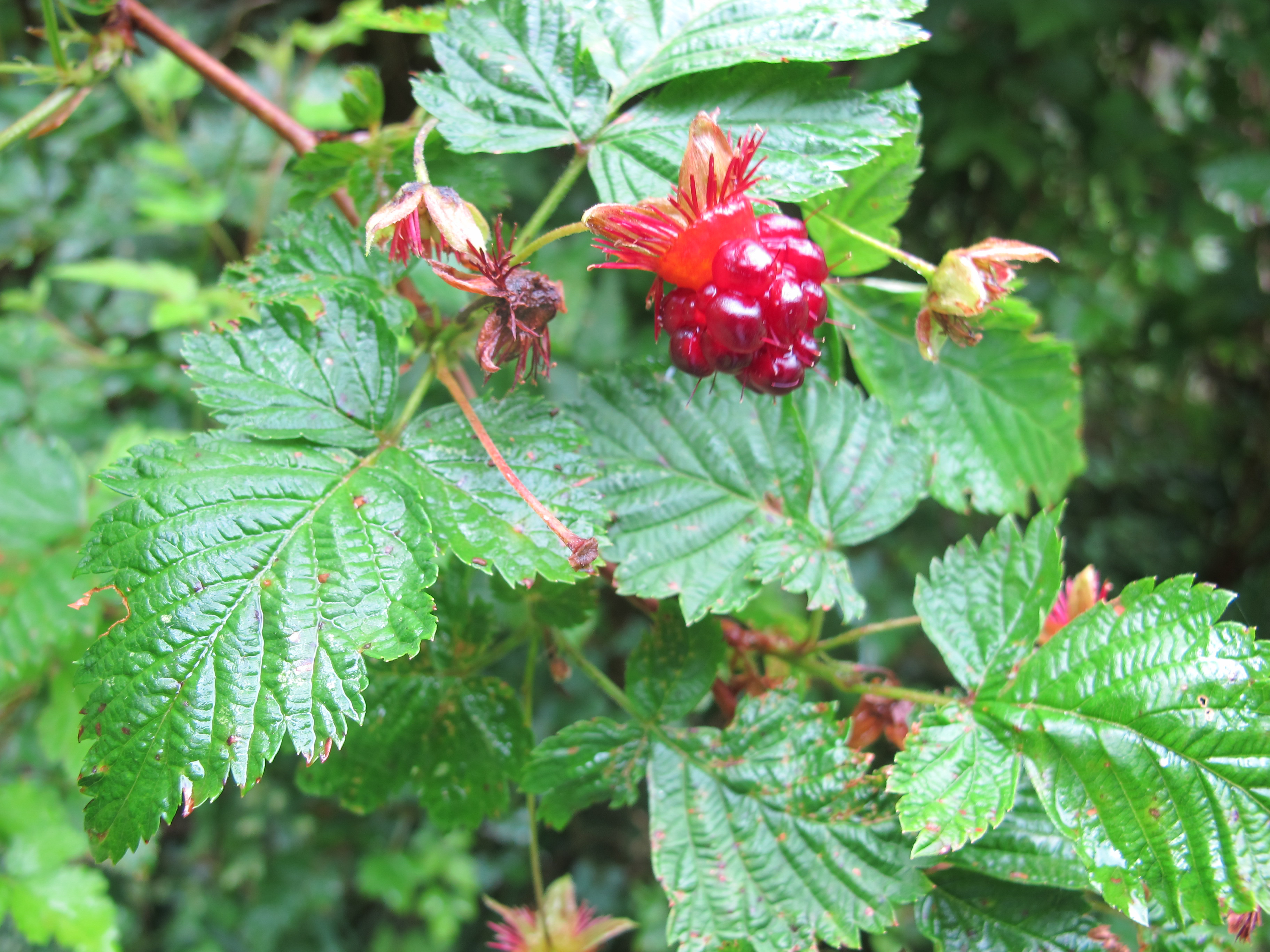 <p>Salmonberry</p>