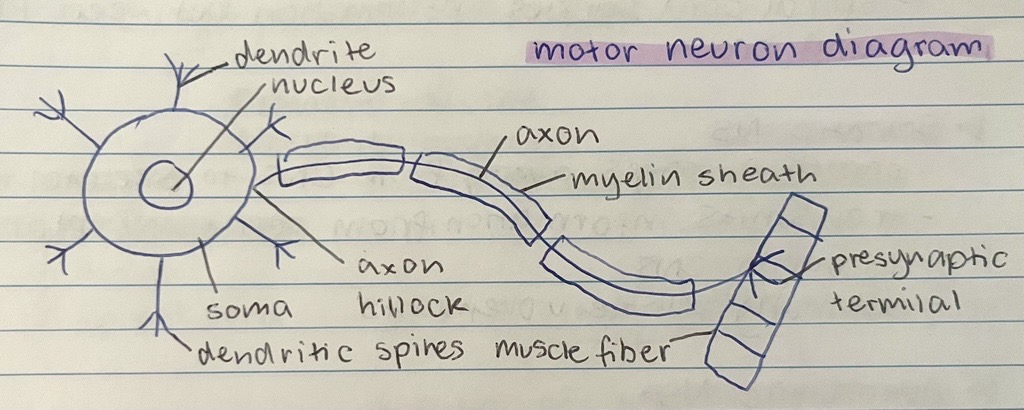 <p>or effector neurons, transmit messages away from CNS to muscles, glands, and organs in the PNS</p>