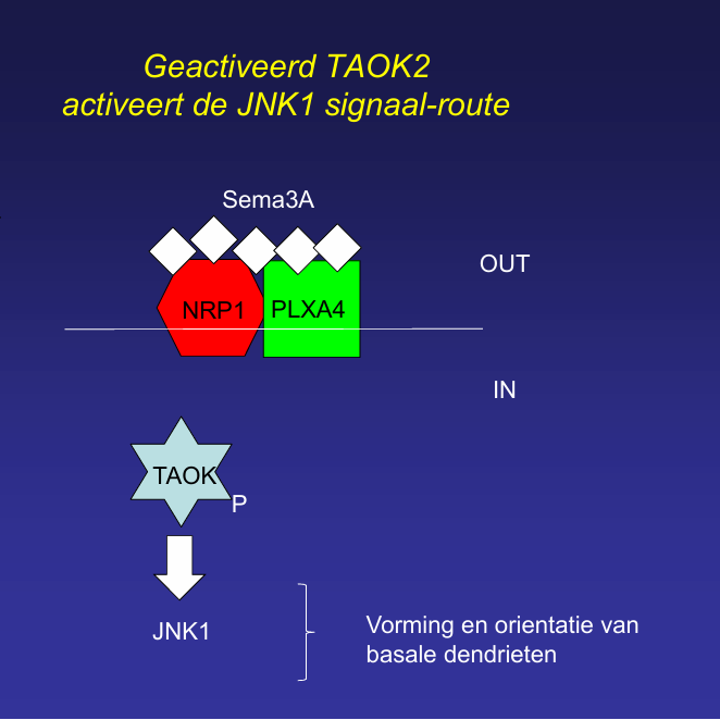 <ul><li><p><strong>Receptoractivatie</strong>: Sema3A bindt aan <strong>NRP1</strong> (Neuropilin-1) en <strong>PLXA4</strong> (Plexin A4)</p></li><li><p><strong>TAOK2 activatie</strong>: TAOK2 bindt aan geactiveerd NRP1 → gefosforyleerd → actief</p></li><li><p><strong>Effect</strong>: TAOK2 activeert <strong>JNK1-pathway</strong> → vorming en oriëntatie van dendrieten, vooral <strong>basale dendrieten</strong></p></li></ul><p></p><p></p>