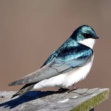 <p>bird</p>