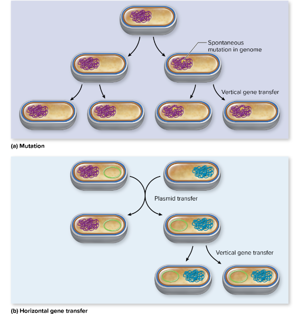 <p>2/2 ways genetic change can occur in bacteria. </p><p><mark data-color="yellow" style="background-color: yellow; color: inherit;">[__]: Changes in base sequence of DNA</mark></p>