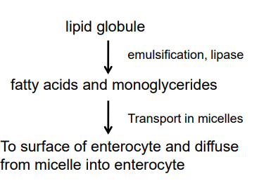 <ul><li><p>a lipid globule is emulsified by bile salts and chemically broken down by the <strong>enzyme lipase</strong> to form fatty acids and monoglycerides</p></li><li><p>fatty acids and monoglycerides are packaged in micelles</p></li><li><p>micelles transport fat digestion products to the surface of the epithelial cells (enterocytes) that line the lumen of the small intestine</p></li><li><p>the fatty acid and monoglyceride contents of the micelle are then able to diffuse into the enterocyte</p></li></ul><p></p>