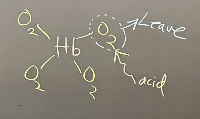 <ul><li><p>can bind 4 oxygen</p></li><li><p>BUT in presence of acid, hemoglobin changes shape and oxygens will leave</p></li></ul><p></p>
