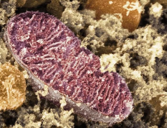 <p><span style="color: purple;"><strong>Mitocondria</strong></span></p>