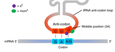 <p>bc of the “wobble” at the first position on the tRNA (last nucleotide in the codon). The wobble position allows for non-canonical base pairing that will satisfy the system (e.g., U with G). </p>