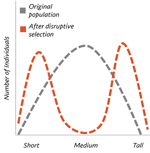 <p>Disruptive Selection</p>