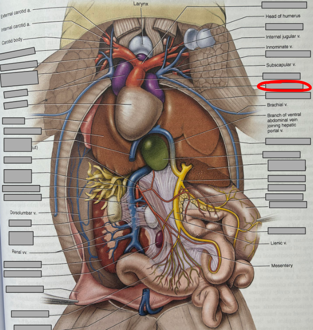 <p>What part of the organism is this?</p>