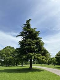 <p>Cedrus Deodara</p>