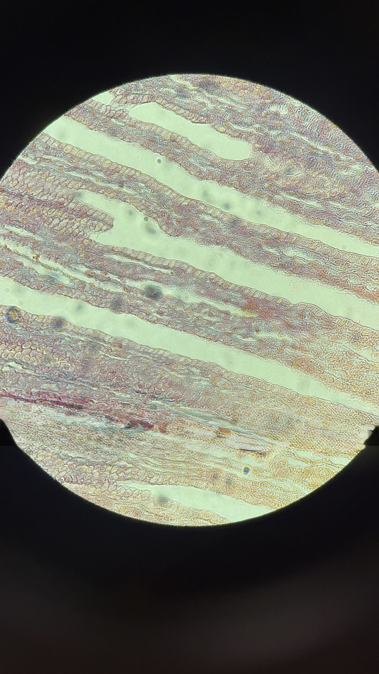 <p>what kind of tissue </p>