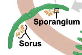 <p>A cluster of sporangia on the underside of a fern frond</p><p><em>Example:</em> The <strong>orange or brown dots</strong> on the back of a Boston Fern leaf</p>