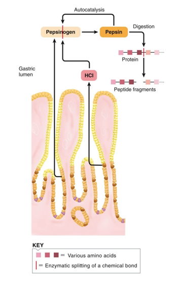 <p>1) Pepsinogen is an inactive enzyme stored in zymogen granules</p><p>2) it is released by exocytosis under appropriate stimulation </p><p>3) In the lumen, it is activated to pepsin. First, it needs to be activated by the previously secreted acid to convert it to its active form pepsin</p><p>4) Initiation of protein digestion. </p><p>5) <span>Chief cells produce pepsinogen</span></p><p><span>5) Pepsin works by taking proteins from the gastric lumen and breaking them down into peptide fragments of amino acids. </span></p><p><span>6) The ENS (submucosal plexus) stimulated by distension and the presence of proteins stimulates chief cells to release pepsinogen and G-cells to release gastrin.</span></p><p></p>