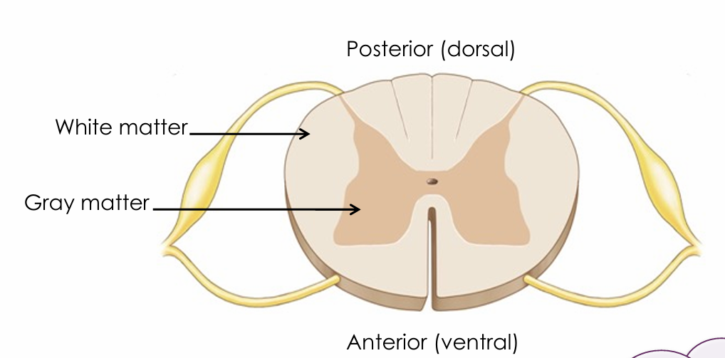 <ul><li><p>In the central, butterfly‑shaped region</p></li></ul><p></p>