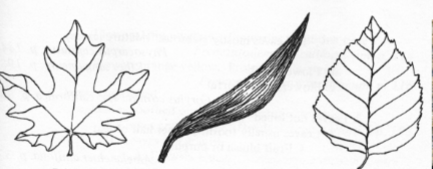 <p>list venation (left to right)</p>