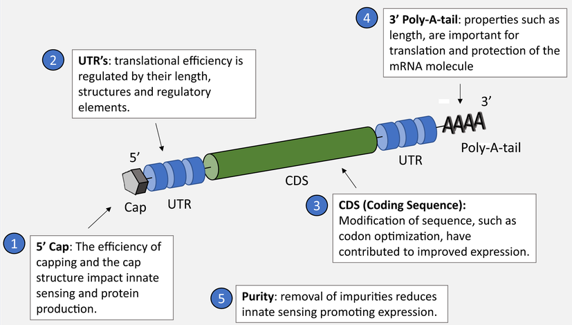 <ol><li><p>linearyzacja plazmidu</p></li><li><p>transkrypcja in vitro - przez polimerazę RNA pochodzącą z bakteriofagów na matrycy plazmidowego DNA.</p></li><li><p>dodanie czapeczki 5’ - stabilizuje mRNA i podwyższa translację wiążąc EIF4E (eukariotyczny inicjator translacji 4E)</p></li><li><p>zastosowanie zmodyfikowanych nukleozydów</p></li><li><p>dodanie ogona poli(A) - stabilizuje i podwyższa translację</p></li><li><p>oczyszczenie mRNA chromatografią - obniża odpowiedź układu odpornościowego i podwyższa translację</p></li><li><p>zamknięcie w nanocząsteczkach lipidowych (LNP)</p></li></ol><p></p><p>Zalety:</p><ul><li><p>Szybkie projektowanie i produkcja</p></li><li><p>Nie zawierają żywego wirusa</p></li><li><p>Silna odpowiedź układu odpornościowego</p></li><li><p>Łatwość modyfikacji</p></li><li><p>Brak integracji z genomem - funkcjonuje w cytoplaźmie</p></li></ul><p>Wady:</p><ul><li><p>Bardzo niestabilne</p></li><li><p>Problemy z przechowywaniem i transportem - potrzebna niska temperatura</p></li><li><p>Konieczność nośników</p></li><li><p>Krótkotrwała obecność w organizmie - rozkład po kilku dniach</p></li><li><p>Źle oczyszczona może obniżać skuteczność i powodować stany zapalne</p></li></ul><p></p>