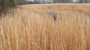 <p>Sage Grass</p>