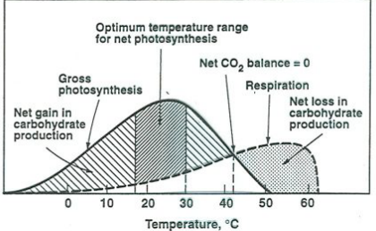 <p>Net photosynthesis?</p>