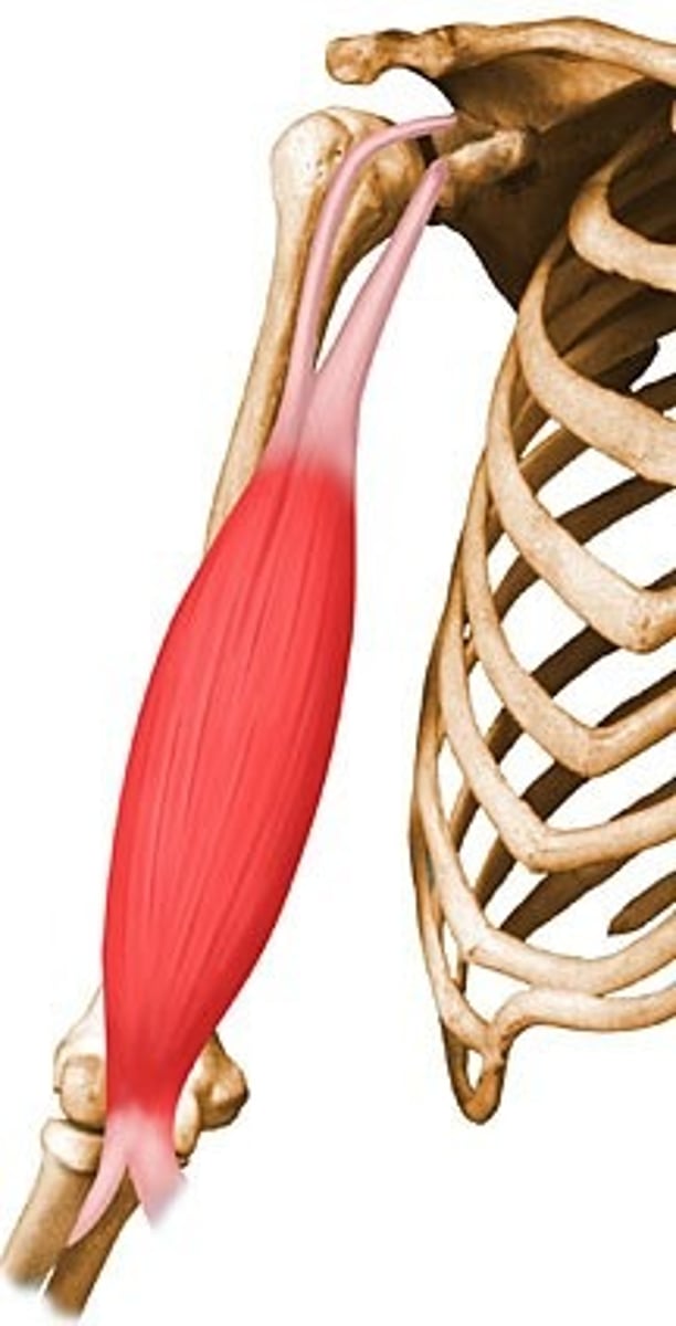 <p>Origin: supraglenoid tubercle of scapula, coracoid process of scapula</p><p>Insertion: radial tuberosity</p><p>Action: flexes elbow, supinates forearm</p>