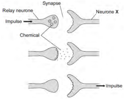 <ul><li><p>The diagram shows how a nerve impulse passing along a relay neurone causes an impulse to be sent along another type of neurone, neurone X.</p></li><li><p>Scientists investigated the effect of two toxins on the way in which information passes across synapses. </p></li><li><p>The table below shows the results.</p></li></ul><table style="min-width: 50px;"><colgroup><col style="min-width: 25px;"><col style="min-width: 25px;"></colgroup><tbody><tr><td colspan="1" rowspan="1" style="border: 1px solid;"><p><strong>Toxin</strong></p></td><td colspan="1" rowspan="1" style="border: 1px solid;"><p><strong>Effect at the synapse</strong></p></td></tr><tr><td colspan="1" rowspan="1" style="border: 1px solid;"><p><strong><span>Curare</span></strong></p></td><td colspan="1" rowspan="1" style="border: 1px solid;"><p><span>Decreases the effect of the chemical on neurone </span><strong><span>X</span></strong></p></td></tr><tr><td colspan="1" rowspan="1" style="border: 1px solid;"><p><strong><span>Strychnine</span></strong></p></td><td colspan="1" rowspan="1" style="border: 1px solid;"><p><span>Increases the amount of the chemical made in the relay neurone</span></p></td></tr></tbody></table><p>Describe the effect of each of the toxins on the response by muscles. [2 marks]</p>