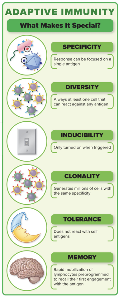 <p>• Specificity • Diversity • Inducibility • Clonality • Tolerance • Memory</p>