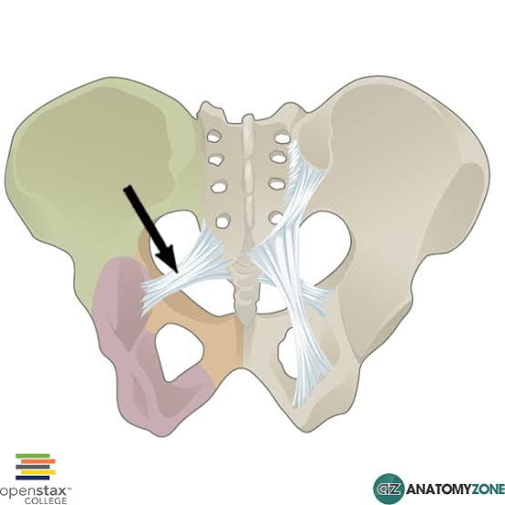<ul><li><p>lies deep to sacrotuberous ligament</p></li><li><p>runs from lower sacrum & coccyx → ischial spine</p></li><li><p>lies edge-to-edge w/ levator ani muscle, forming pelvic floor</p></li></ul><p></p>