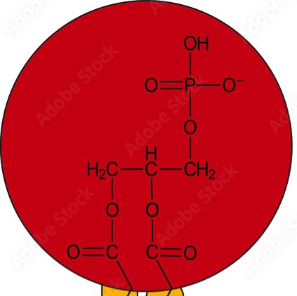 <p>hydrophilic head</p>