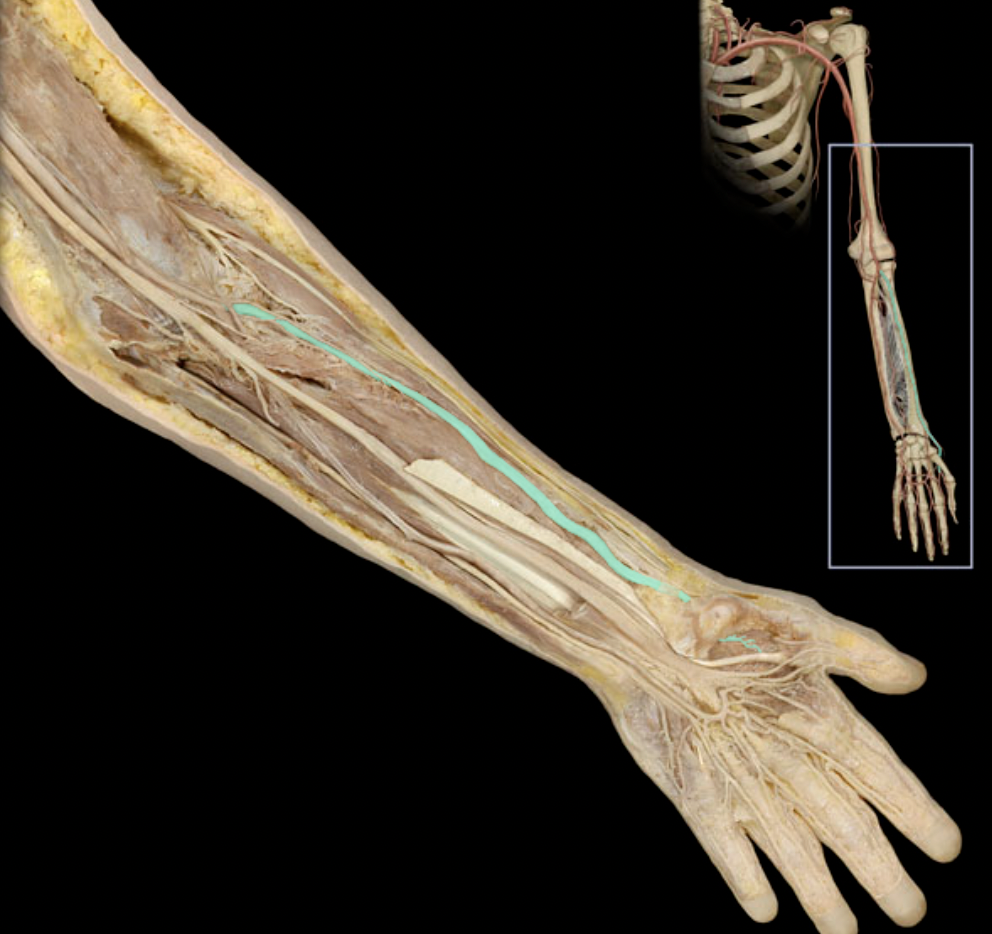 <p>Identify the blood vessel of the upper extremity</p>