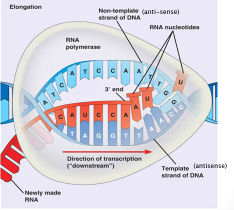 <p>5’ to 3’</p><p>carries the <strong>translatable genetic code </strong>and has the <strong>same sequences </strong>as the<strong> mRNA</strong></p>