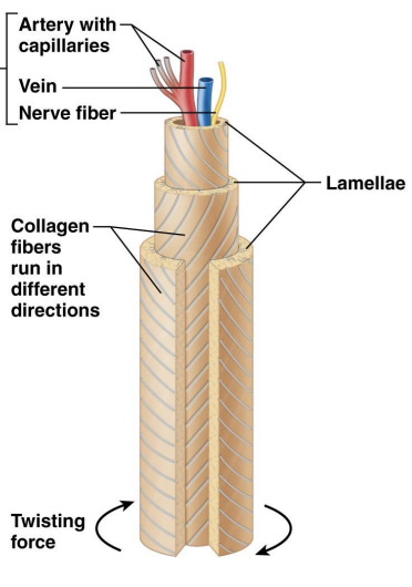 <p><strong>Bone structure-</strong> Lamellae</p>
