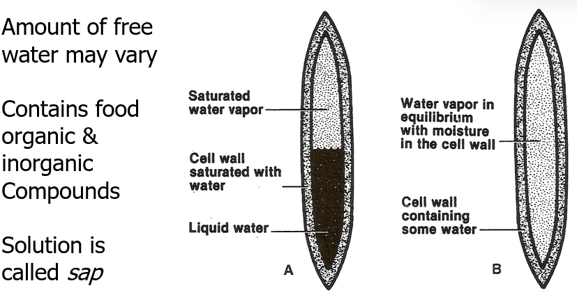 <ul><li><p>Free (capillary) water; liquid water within lumens &amp; cell wall cavities.</p></li><li><p>Bound water; water within cell walls hydrogen bonded to cellulose &amp; hemicelluloses.</p><ul><li><p>Bound to hydroxyl groups of cellulose, hemicelluloses and also lignin but less.</p></li><li><p>Limited by number of soption sites</p></li></ul></li></ul><p></p>