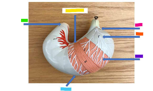<p>What is the purple arrow?</p>
