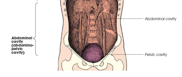 <p>Peritoneum ➢ Liver ➢ Gallbladder ➢ Pancreas ➢ Spleen ➢ Stomach ➢ Intestines ➢ Kidneys ➢ Ureters ➢ Major blood vessels</p>