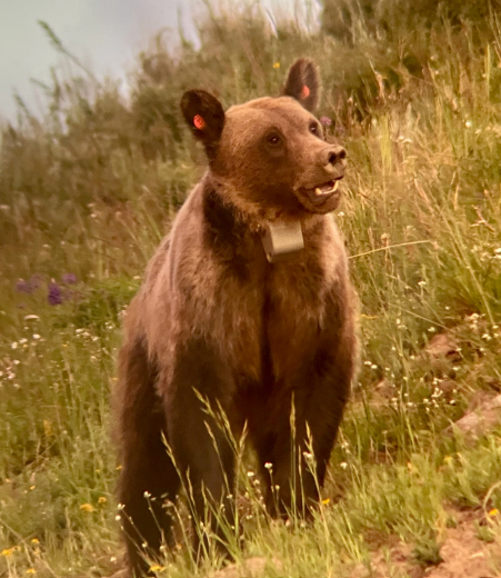 <p>Grizzly bear</p>