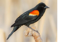 <p>What Bird species is this?</p>