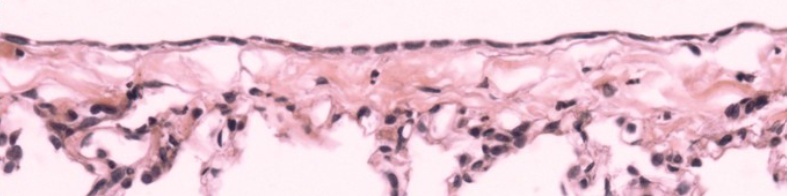 <p>identify this tissue</p>