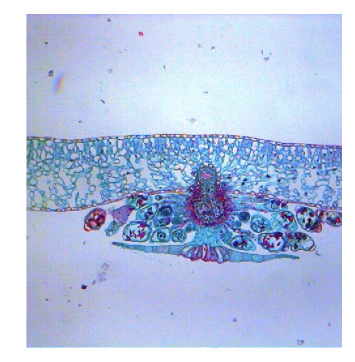 <p>is there an a megagametophyte?</p>