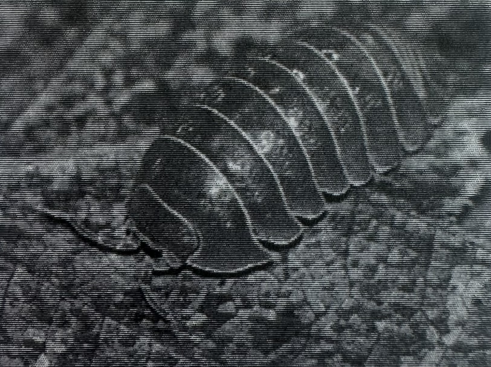 <ul><li><p><strong>Small</strong> feet and legs</p></li><li><p>Micrograzers, micropredators, parasites, and detritivores</p></li><li><p>Includes pill bugs, rolly pollies, wood lice</p></li></ul><p></p>