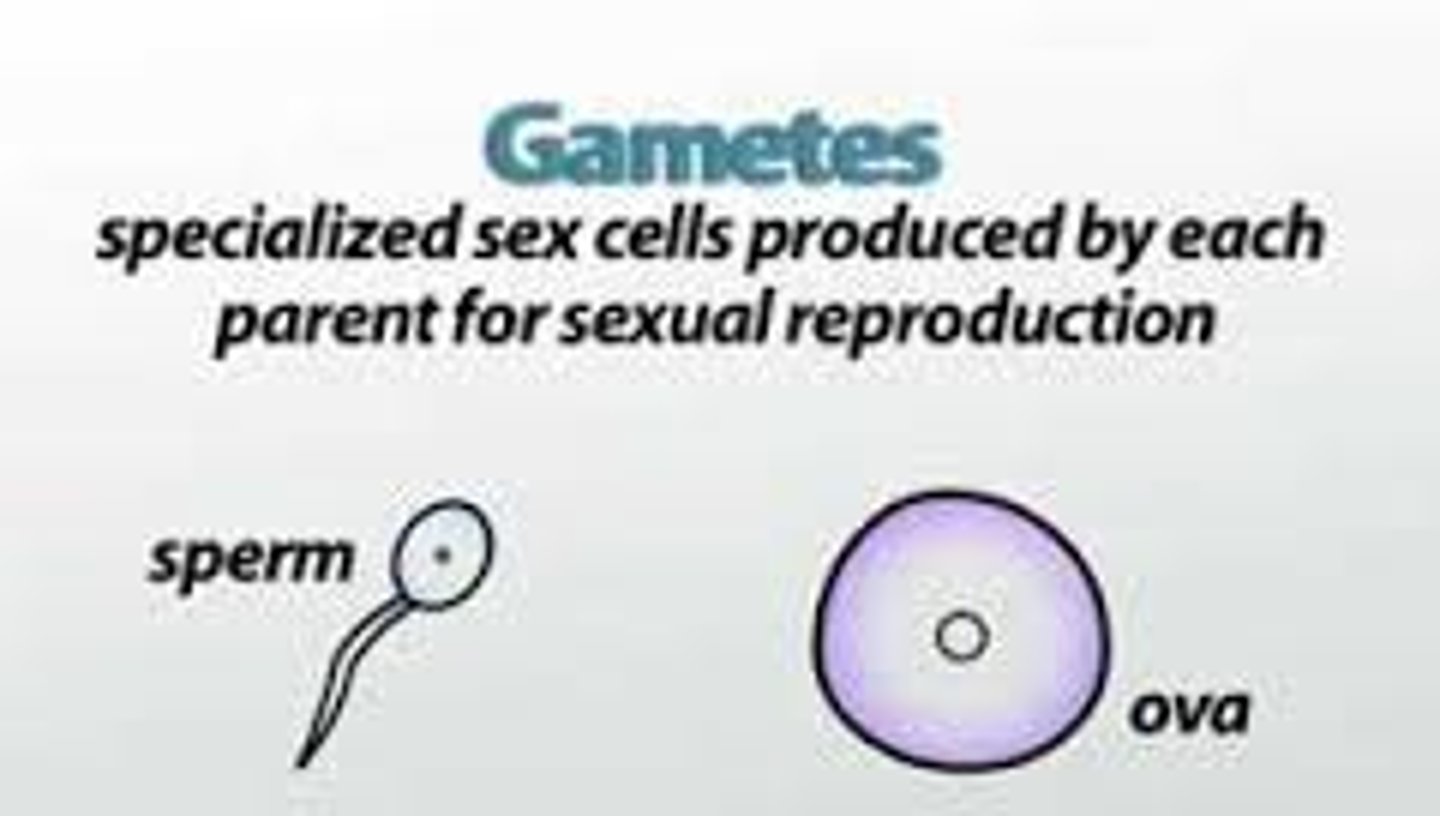 <p>male or female sexual reproductive cell; sperm cell or ovum</p>