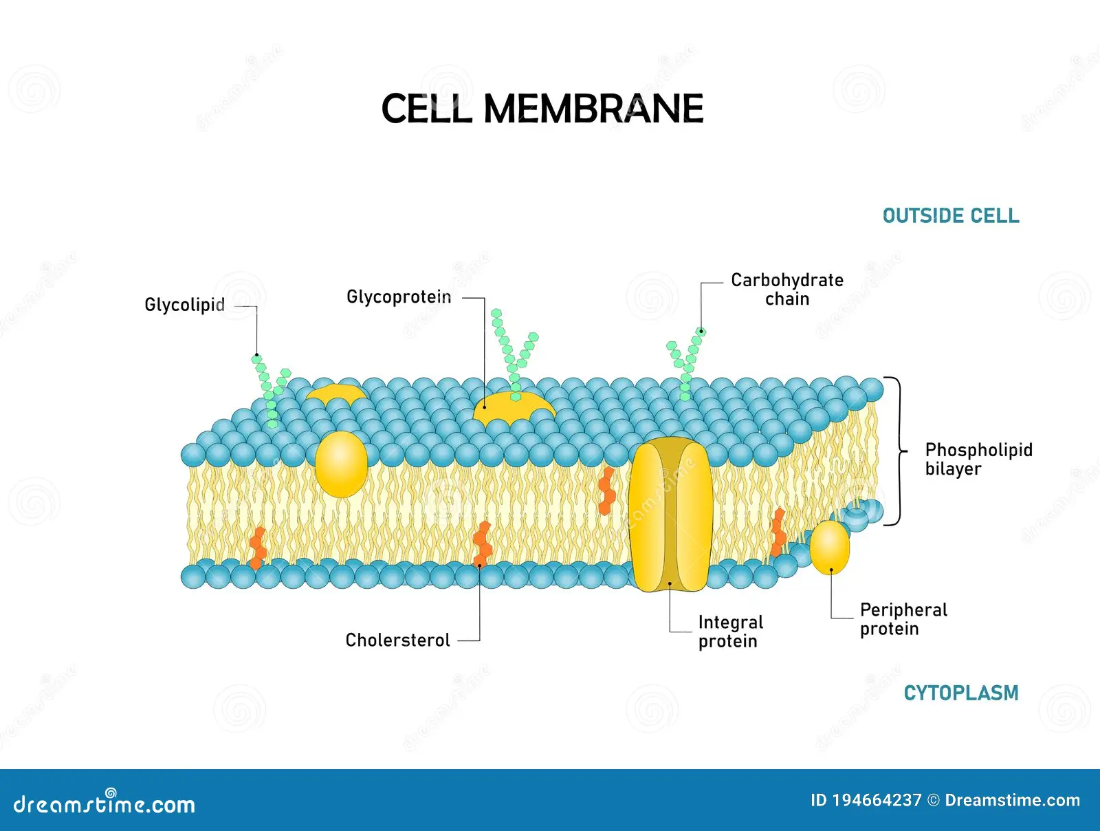 <ul><li><p>Phospholipid Bilayer</p></li><li><p>Folds increase cell absorption</p></li></ul><p></p>