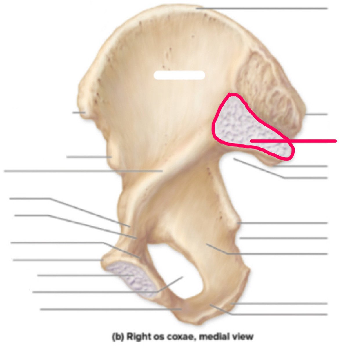<p>What does the articular surface of the ilium form? </p>