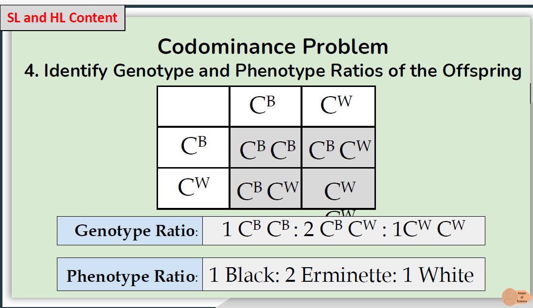 <ul><li><p><span>Codominance occurs when heterozygotes have a dual phenotype</span></p></li><li><p><span>Both alleles are dominant, and both are expressed in the phenotype</span></p></li><li><p><span>The inheritance of blood type AB (I<sup>A</sup>I<sup>B</sup>) is an example of codominance</span></p></li><li><p><span>The protein coded by both versions of the allele is expressed as an antigen on the red blood cell for a person with an AB (I<sup>A</sup>I<sup>B</sup>) blood group</span></p></li></ul><p></p><ul><li><p><span>ABO blood group - both alleles are expressed in the phenotype</span></p></li><li><p><span>E.g. blood group AB - will express both A and B antigens on the surface</span></p></li></ul><p></p>