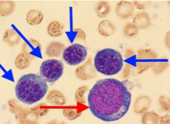 <p>What cells are these?</p>